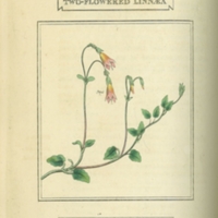 Linnaean System of Botany - Linnaea Borealis