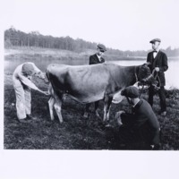 Dairy judging practice (1920).