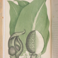 http://omeka-dev.nal.usda.gov/exhibits/files/imports/rare_books/bigelow_plate_xxiv.JPG