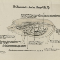 http://omeka-dev.nal.usda.gov/exhibits/speccoll/files/imports/parasitology/223-002-125-001_001.jpg