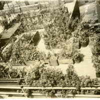 Birdseye view of medicinal plant garden. Philadelphia College of Pharmacy