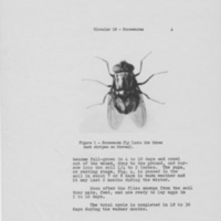 http://omeka-dev.nal.usda.gov/exhibits/speccoll/files/imports/screwworm/00281/0005.jpg