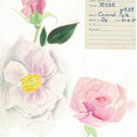 https://omeka-dev.nal.usda.gov/exhibits/speccoll/files/imports/McFarland/mcf_rose_LavenderGirl.jpg