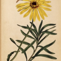 Calendulaplate408.jpg