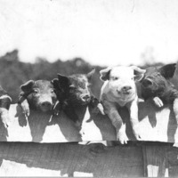 http://omeka-dev.nal.usda.gov/exhibits/speccoll/files/imports/calendar/c273_piglets on fence.jpg