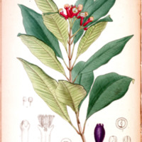 http://omeka-dev.nal.usda.gov/exhibits/files/imports/rare_books/bentley_medplants2_clove_plate112.jpg