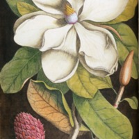 Magnolia altissima, flore ingenti candido: The Laurel Tree of Carolina  
