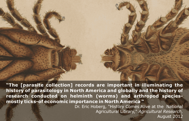 Illustration of dorsal and ventral views of male Boophilus annulatus. Quote overlaid: 'The [parasite collection] records are important in illuminating the history of parasitology in North America and globally and the history of research conducted on helminth (worms) and arthropod species-mostly ticks-of economic importance in North America.'--Dr. Eric Hoberg, 'History Comes Alive at the National Agricultural Library', Agricultural Research Magazine, August 2012