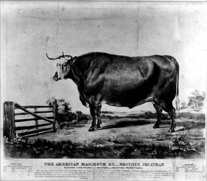 Thumbnail for the first (or only) page of Big Ox.