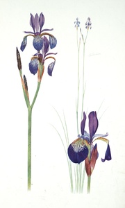 Thumbnail for the first (or only) page of Iris sibirica and Iris orientalis  .