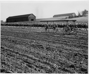 Thumbnail for the first (or only) page of Connecticut bright leaf tobacco near Wopping, Conn. on the Enfield very fine sandy loam..