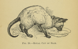 Thumbnail for the first (or only) page of Royal cat of Siam.