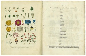 Thumbnail for the first (or only) page of Linnaeus&#039;s System of Botany - Plate Two.