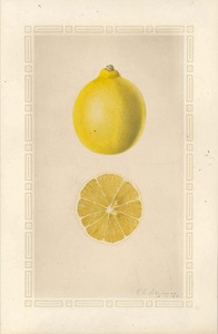 Thumbnail for the first (or only) page of Meyer Lemon.