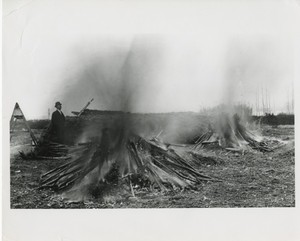 Thumbnail for the first (or only) page of Japanese cherry trees in course of cremation.  U.S. Propagating Gardens, Washington, D.C.  February 27, 1910..