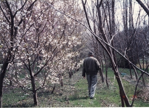 Thumbnail for the first (or only) page of Roland Maurice Jefferson at the United States National Arboretum observing flowering cherry  trees grown from seed collected during a 1982-1983 expedition.