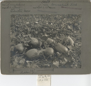 Thumbnail for the first (or only) page of Pumpkins in Connecticut field.