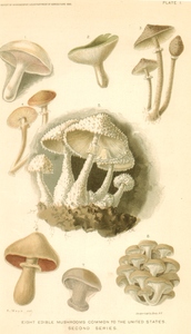 Thumbnail for the first (or only) page of Edible Mushrooms in U.S. Plate 1. .