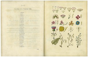 Thumbnail for the first (or only) page of Linnaeus&#039;s System of Botany - Plate One.