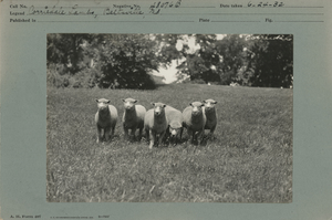 Thumbnail for the first (or only) page of Corriedale lambs.