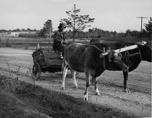 Thumbnail for the first (or only) page of Another view of K-277 [Near Livingston, Alabama. Negro with young oxen.].