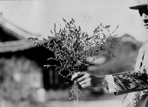 Thumbnail for the first (or only) page of A close up view of handful of plants from which seed was secured and sent to Washington under 1632. This looks to us like an extremely promising Lespedeza for pasture or hay. Photograph #44425..