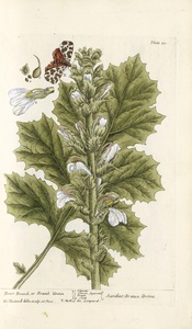 Thumbnail for the first (or only) page of Acanthus, Branca ursina (Bears Breech or Brank Ursin) - Plate 89.
