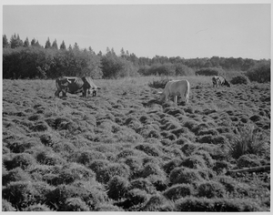 Thumbnail for the first (or only) page of Cows grazing in Bog soil. .