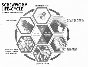 Thumbnail for the first (or only) page of Progress in Screwworm Eradication.