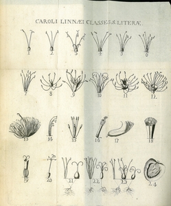 Thumbnail for the first (or only) page of Genera Plantarum - Plate One.