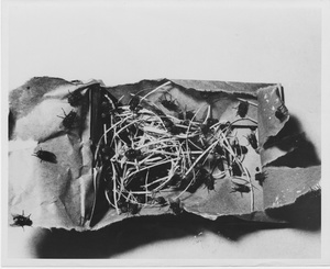 Thumbnail for the first (or only) page of Photograph of sterile flies packaged in paper bags for aerial release.