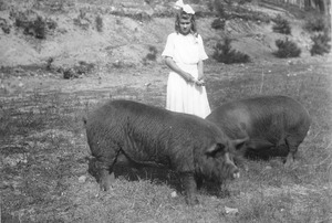Thumbnail for the first (or only) page of Girl with her Pig Club hogs, Whitfield County, Georgia.