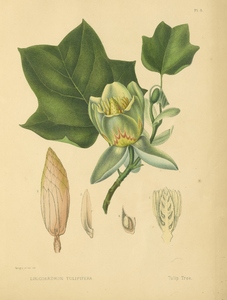 Thumbnail for the first (or only) page of Tulip Tree (Lyriodendrum tulipifera). Plate 8. .