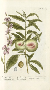 Thumbnail for the first (or only) page of Perfica Malus (The Peach Tree) - Plate 101.