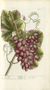 Thumbnail for the first (or only) page of Vitis, Vinifera (The Vine) - Plate 153.