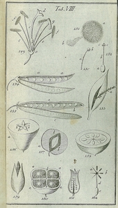 Thumbnail for the first (or only) page of Philosophia Botanica - Tab VIII.