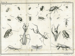 Thumbnail for the first (or only) page of Entomologia - Plate Two.