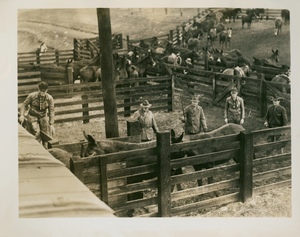 Thumbnail for the first (or only) page of Herding animals into railroad car.