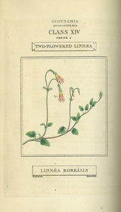Thumbnail for the first (or only) page of Linnaean System of Botany - Linnaea Borealis.