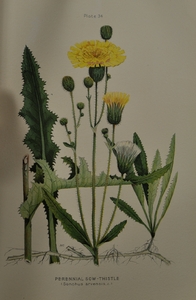 Thumbnail for the first (or only) page of Sonchus arvensis (Sow Thistle) - Plate 34.