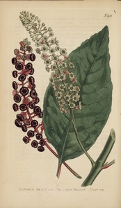 Thumbnail for the first (or only) page of Phytolacca decandra (Virginian Poke) - Plate 931.