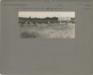 Thumbnail for the first (or only) page of Vineyard with sign &quot;U.S. Department of Agriculture. Bureau of Plant Industry. Experiment Vineyard.&quot;.