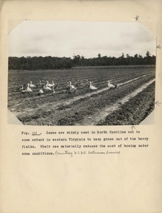 Thumbnail for the first (or only) page of Flock of geese in strawberry field.