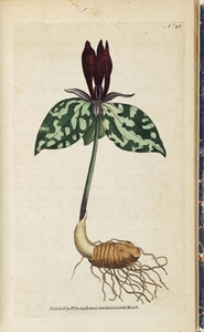 Thumbnail for the first (or only) page of Trillium sessile (Sessile Trillium) - Plate 40.