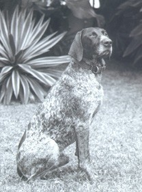 Thumbnail for the first (or only) page of Caz, short for Cazador (Spanish for &quot;hunter&quot;) is a German wire-haired pointer. He&#039;s trained to find screwworms on animals that may carry the disease-carrying pests..