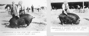 Thumbnail for the first (or only) page of Preparing pig for exhibit, Louisiana State Fair.