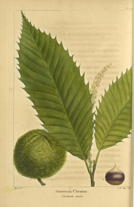 Thumbnail for the first (or only) page of American Chestnut. (Castanea vesca). Plate 104..