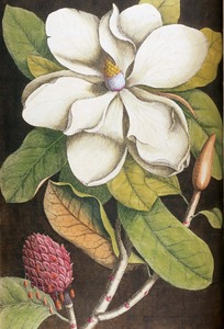 Thumbnail for the first (or only) page of Magnolia altissima, flore ingenti candido (The Laurel Tree of Carolina) - p. 61.