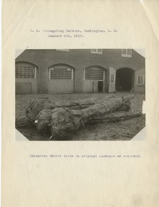 Thumbnail for the first (or only) page of Japanese cherry trees (Prunus pseudocerasus) in original packages as received.  U.S. Propagating Gardens, Washington, D.C.  January 6, 1910..