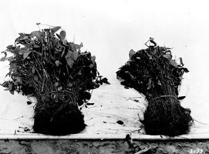 Thumbnail for the first (or only) page of Soy bean experiments (continued) On the left bundle weighs 15 pounds, represents plants from half row (2 rods) of inoculated plants. Bundle on the right weighs 8 pounds, represents the remaining half row of (2 rods) of uninoculated check plants. Waite..